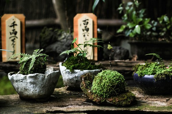Comment faire un jardin de mousse en intérieur pour un style zen japonais ?