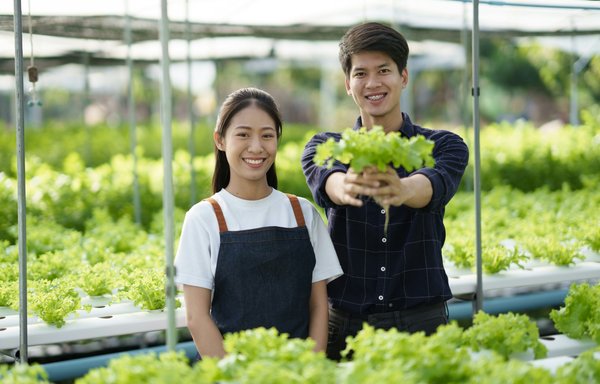 La méthode kratky : hydroponie simple et efficace