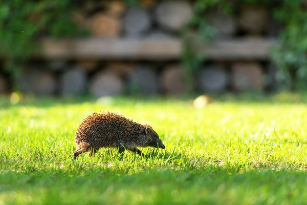 Un hérisson dans mon jardin signification : un symbole précieux à connaître